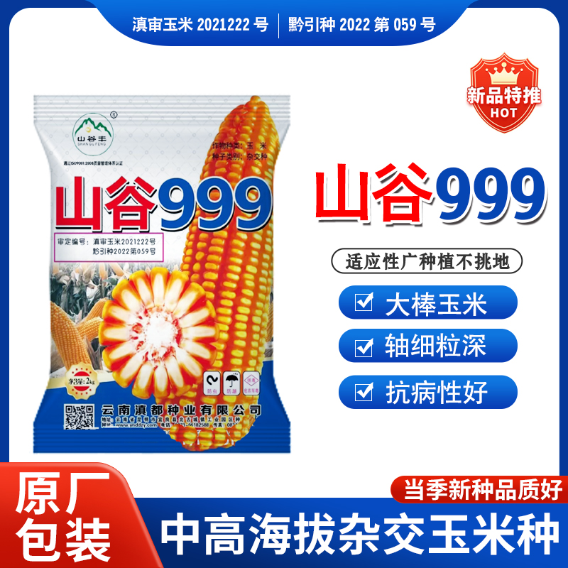 山谷999杂交玉米种子大棒马齿型
