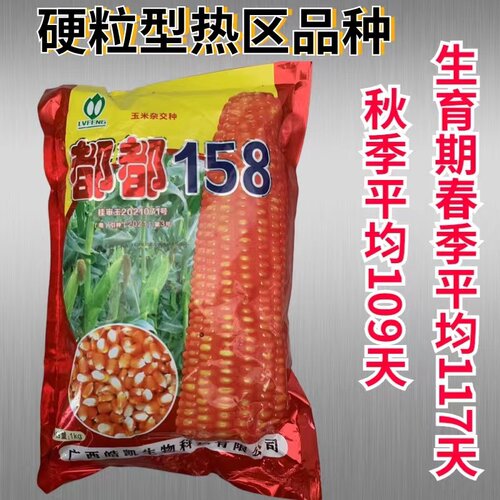 都都158玉米种子籽粒金黄大棒