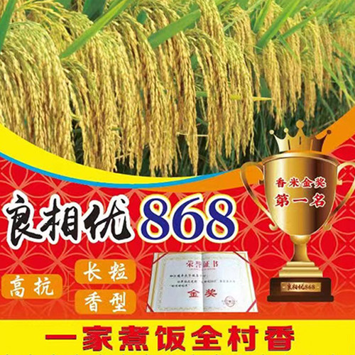 浓香型长粒香米水稻种子良相优868香米金奖水稻产量高抗性强
