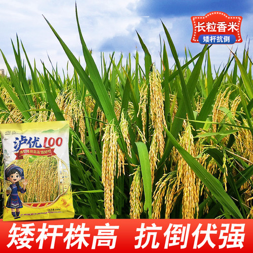 水稻种泸优100长粒浓香型口感好