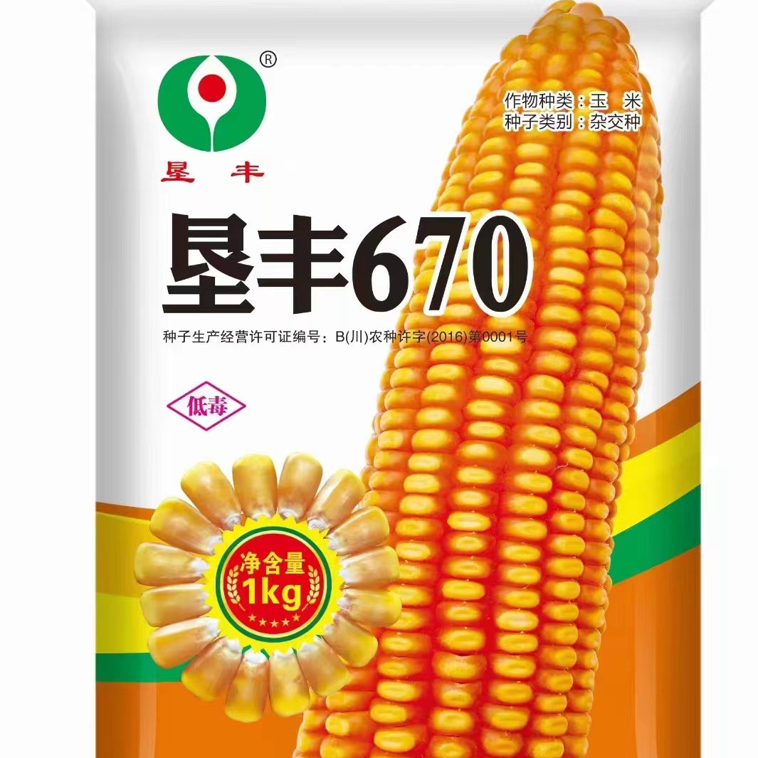 云贵川种植矮杆深马齿玉米种子垦丰670穗轴红色西南中高海拔种植