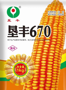 云贵川种植矮杆深马齿玉米种子垦丰670穗轴红色西南中高海拔种植