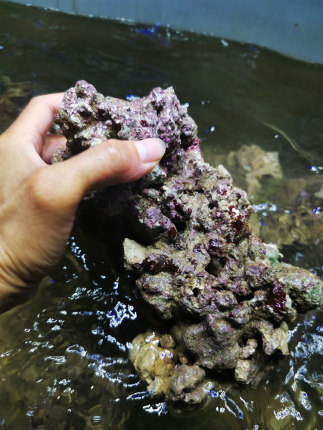 海缸活石海水活石高钙开缸爆藻造景活石海水鱼缸珊瑚缸造景石头