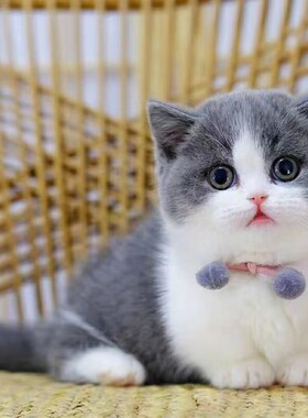 英短蓝白猫矮脚宠物猫美短猫金银渐层幼崽折耳纯白小猫幼猫咪活体
