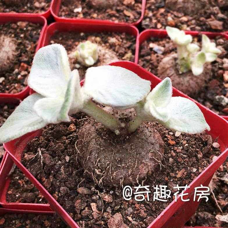 多肉植物龟甲龙价格 多肉植物龟甲龙图片 星期三