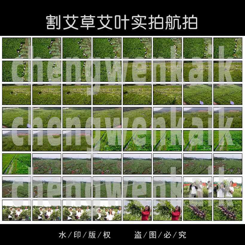 实拍端午驱蚊虫中药艾条种植基地设计素材/源文件