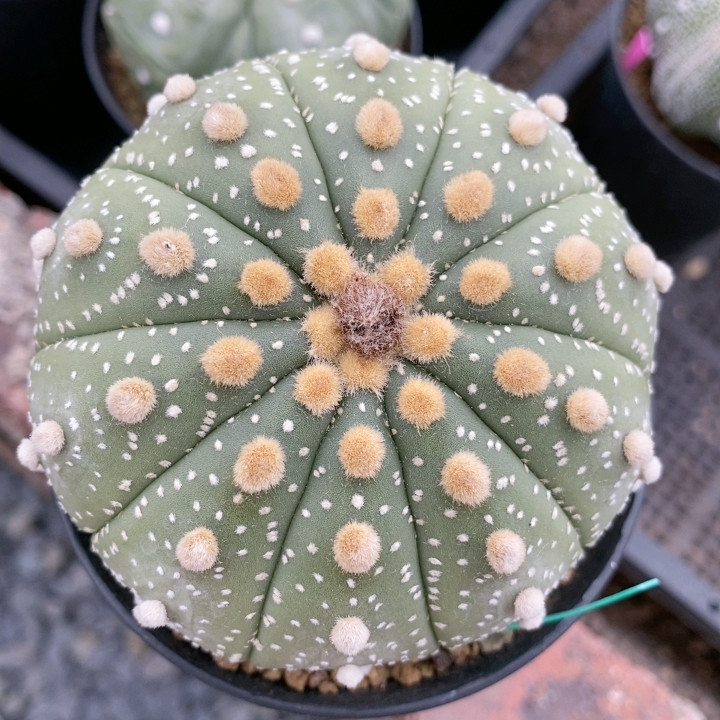 微瑕多棱兜,鲜花速递/花卉仿真/绿植园艺,多肉植物,淘宝优惠券,粉丝福利购,淘宝优惠卷