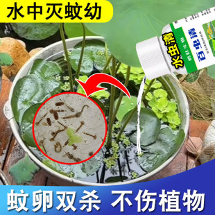 水养花卉灭孑孓幼虫药非无毒水池蚊子幼虫杀虫剂水培植物杀虫剂pt