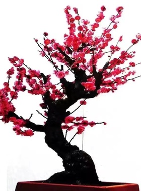 精品梅花红梅当年开花