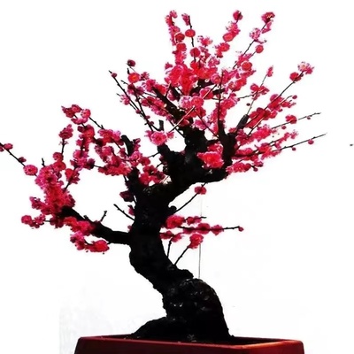 精品梅花红梅当年开花