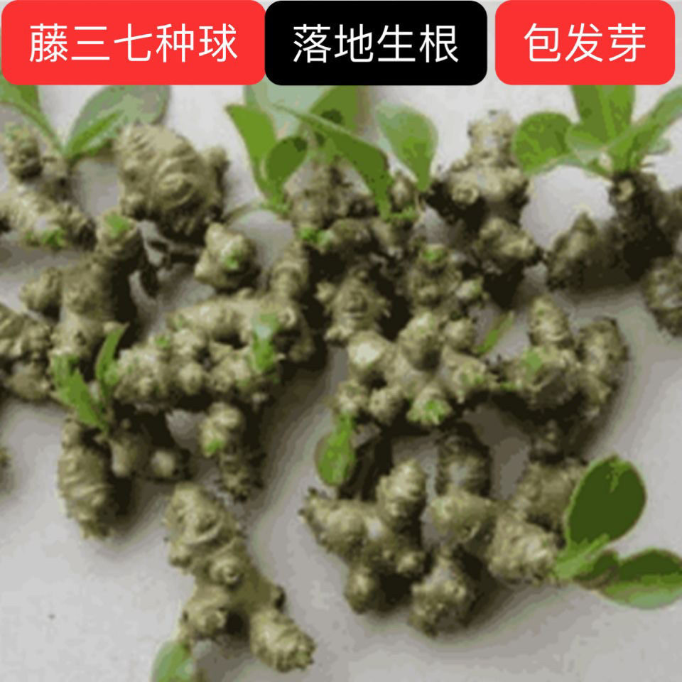 野生新鲜三七植物盆栽种苗种子根