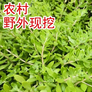 垂盆草盆栽食用降糖草苗养肝护肝绿植物阳台室内外耐冻包成活