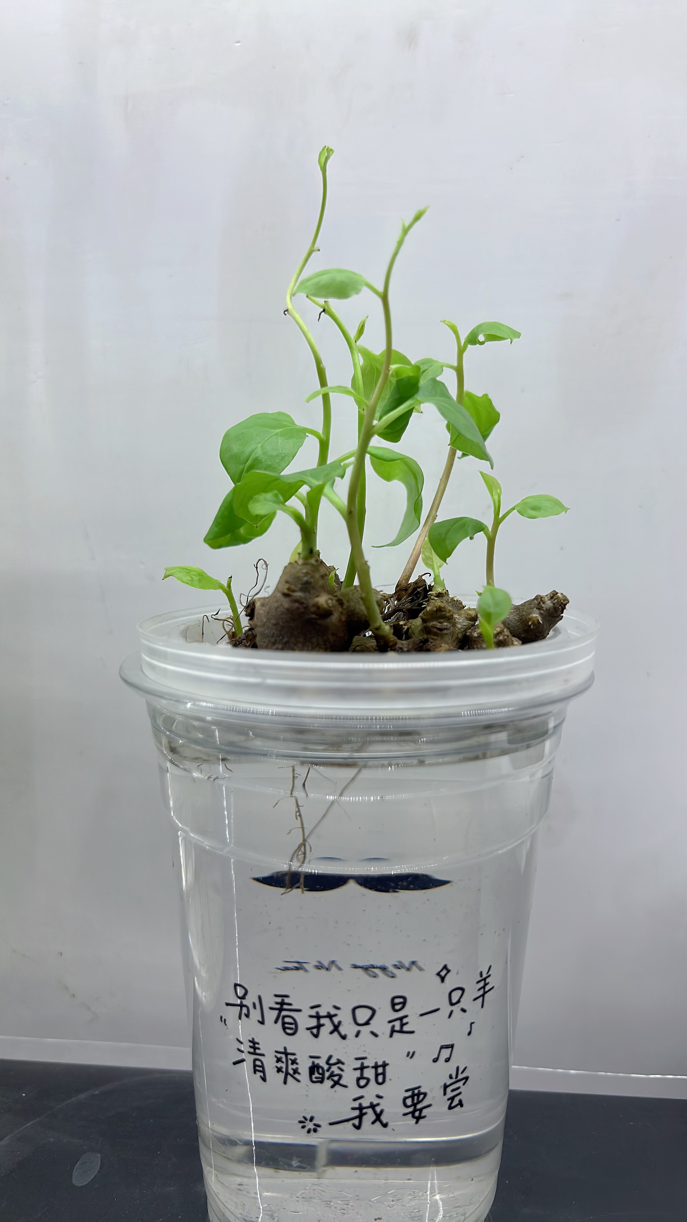 四季水培土培藤三七绿叶爬藤植物桌面绿植