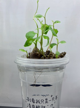 四季水培土培藤三七绿叶爬藤植物室内阳台庭院盆栽鱼缸净水增氧