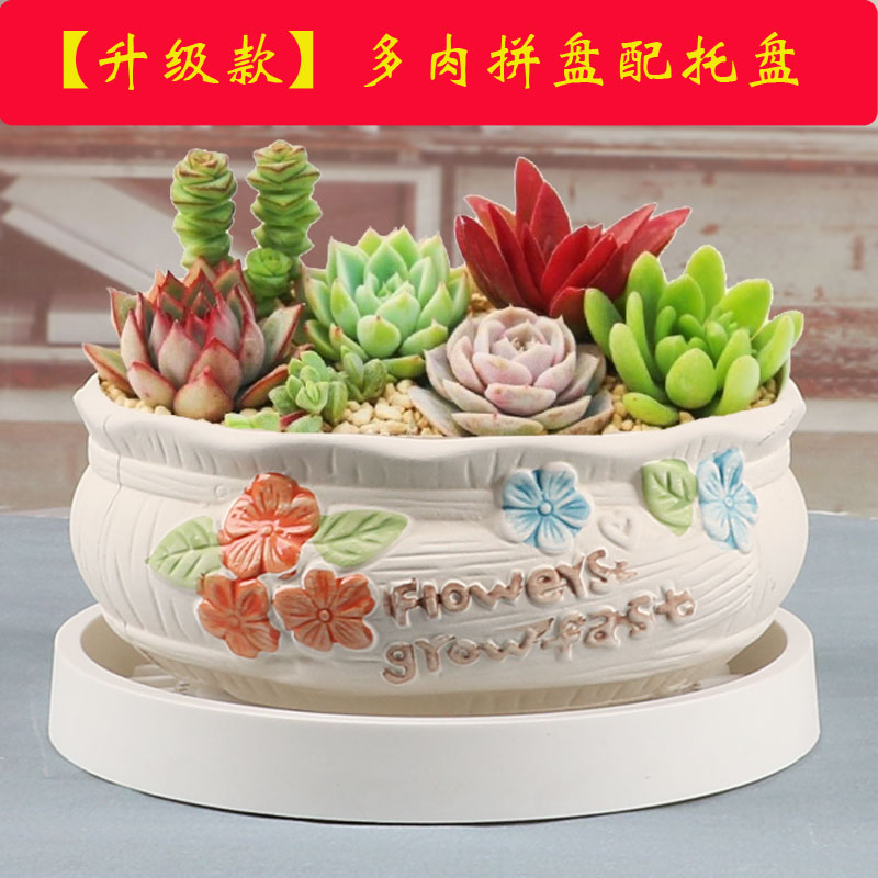 多肉花盆陶瓷圆形简约创意个性透气室内家用小绿植盆栽摆件带托盘