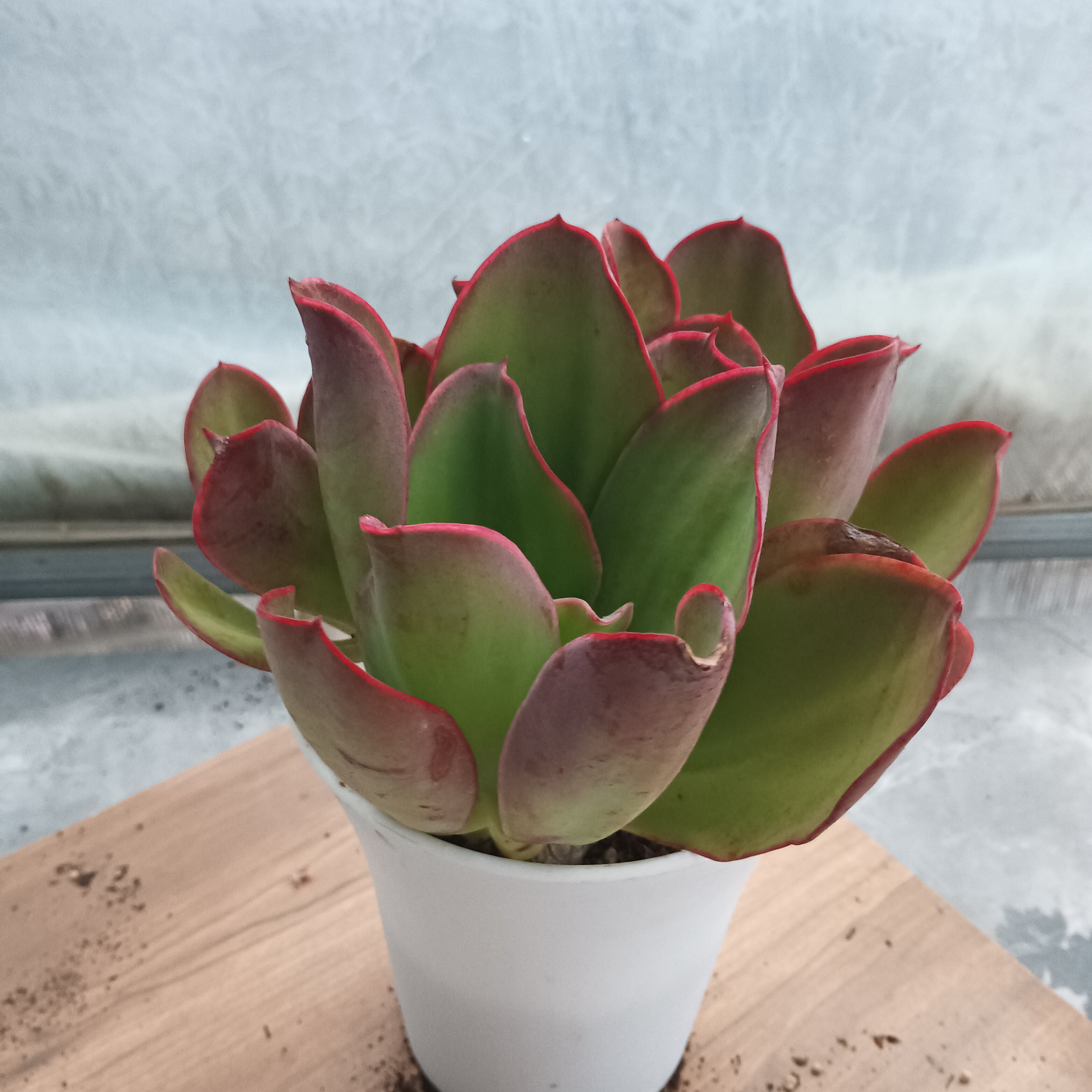 芭比娃娃多肉植物裸根带土防辐射盆栽庭院吸甲醛阳台杆子老桩容易