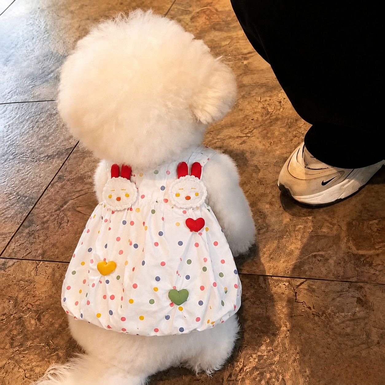 彩色波点连衣裙宠物衣服猫咪小型犬小体狗狗夏季吊带裙子马尔济斯