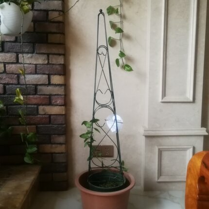 尖塔形爬藤架 花架园艺铁线莲藤本月季玫瑰花支架