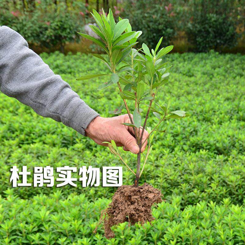 毛杜鹃花苗映山红盆栽夏娟庭院耐寒四季常青绿植毛娟苗工程绿化苗