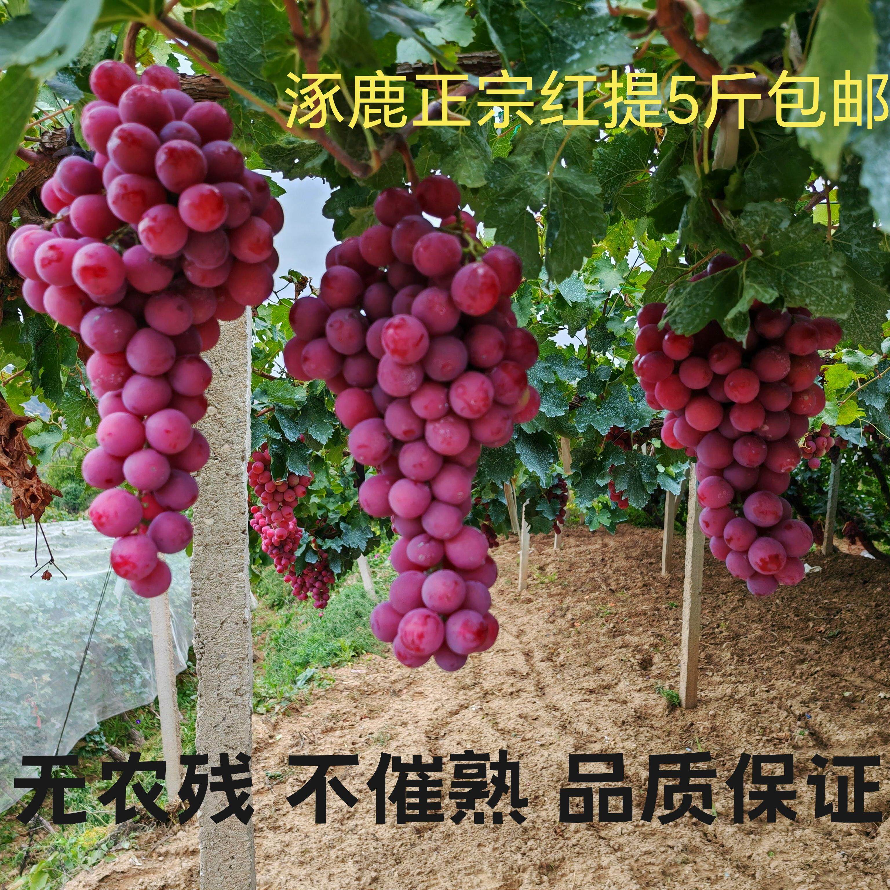 果树盆栽南方嫁接龙眼葡萄苗