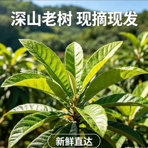现摘枇杷叶新鲜无农药枇杷叶子纯天然农家批把茶枇杷叶茶枇杷树叶