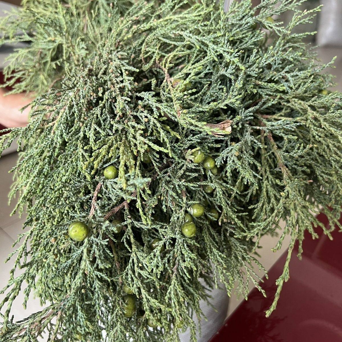 煨桑火供烟供新鲜柏香枝藏地寺院法会树枝香薰天然藏香净宅赐福