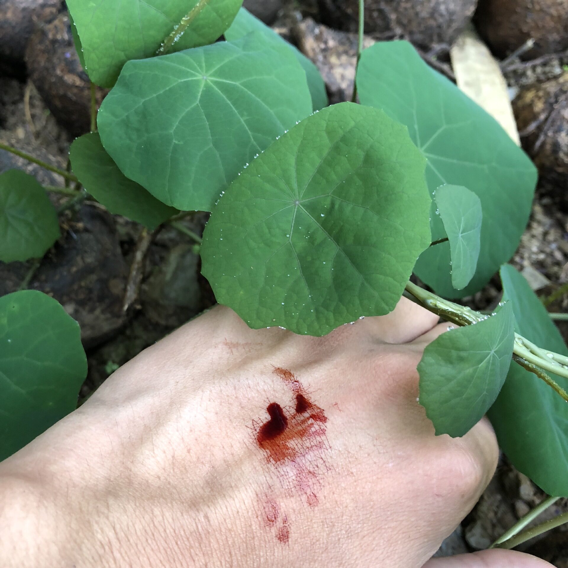 血藤山乌龟墨绿叶金不换地不容盆景流血植物云南多肉盆栽绿植