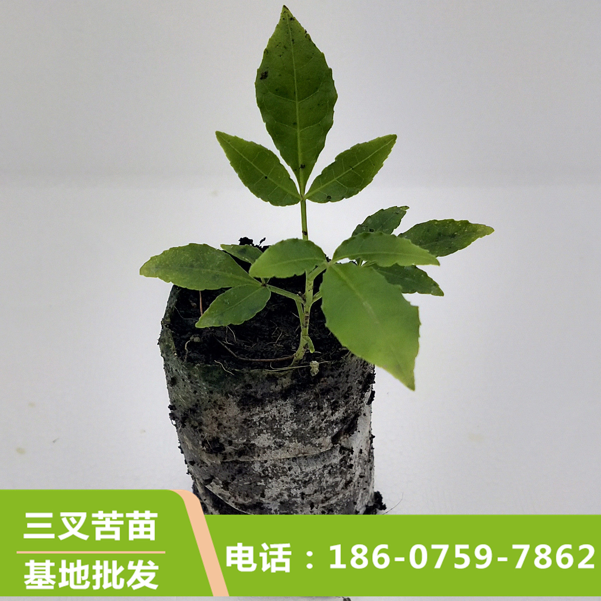 三叉苦苗 三叉苦树苗 三桠苦苗 三桠苦树苗