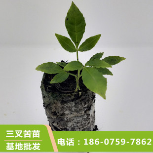 三叉苦苗 三叉苦树苗 三桠苦苗 三桠苦树苗