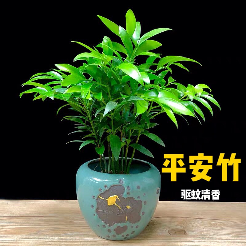书房客厅摆件竹柏盆栽树苗室内植物平安竹四季常青花草包邮