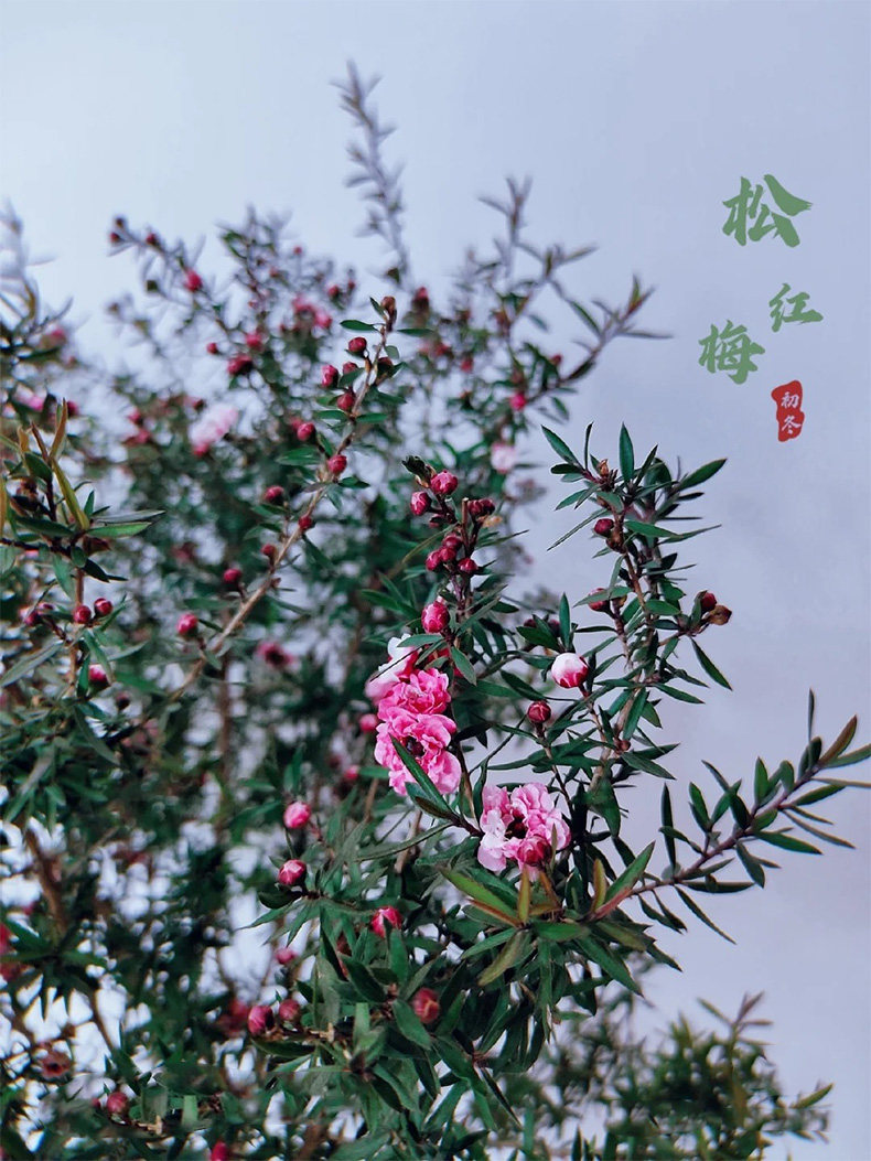 松红梅耐寒绿植客厅庭院好养活图片