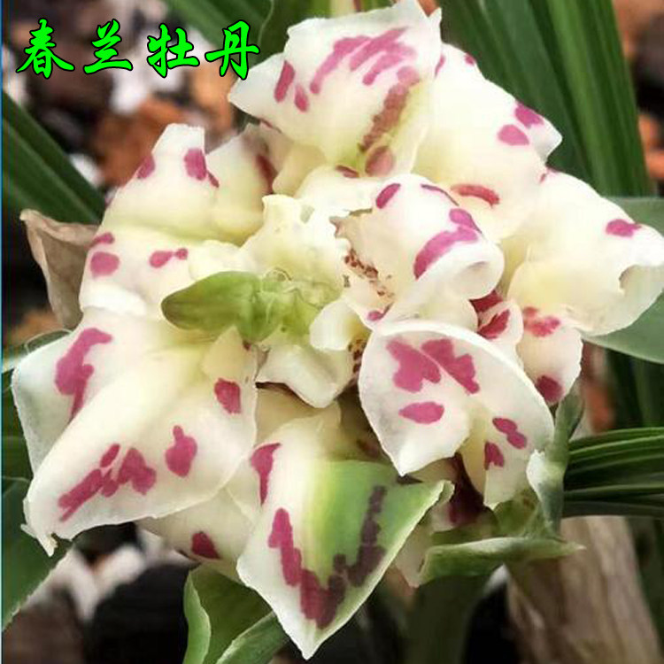 浓香奇花兰花苗春兰 黄金牡丹天棚牡丹 盆栽花卉绿植物兰草