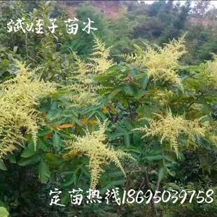 南方北方种植中药材树苗五倍子百虫仓盐肤木基地直销室外庭院植物