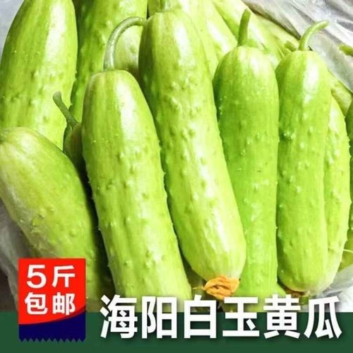 新鲜海阳牛奶孕妇水果白玉黄瓜