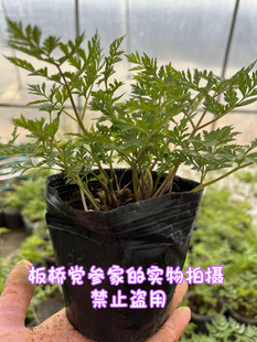 阳台盆栽川芎苗川芎香苗根块地栽川芎种苗室内外庭院种植中药材苗