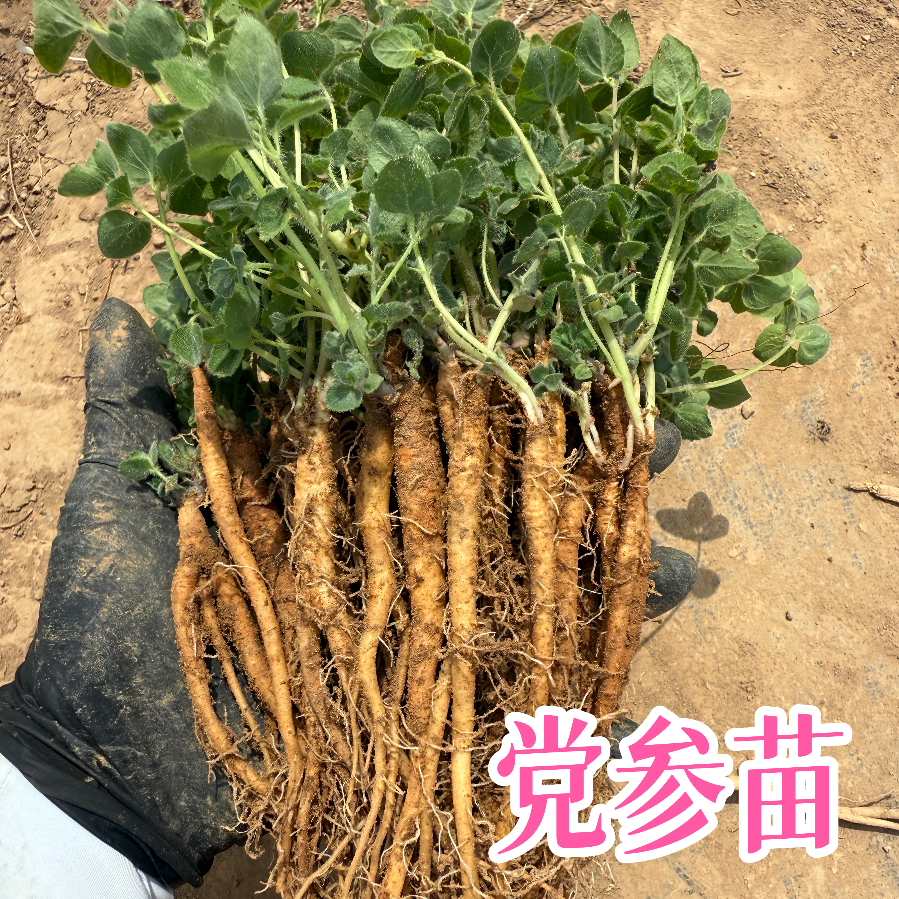党参种苗中药材苗党参种植苗农家种植党参苗子盆栽出产地板党之乡