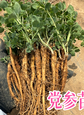 党参种苗中药材苗党参种植苗农家种植党参苗子盆栽出产地板党之乡