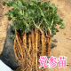 党参种苗中药材苗党参种植苗农家种植党参苗子盆栽出产地板党之乡