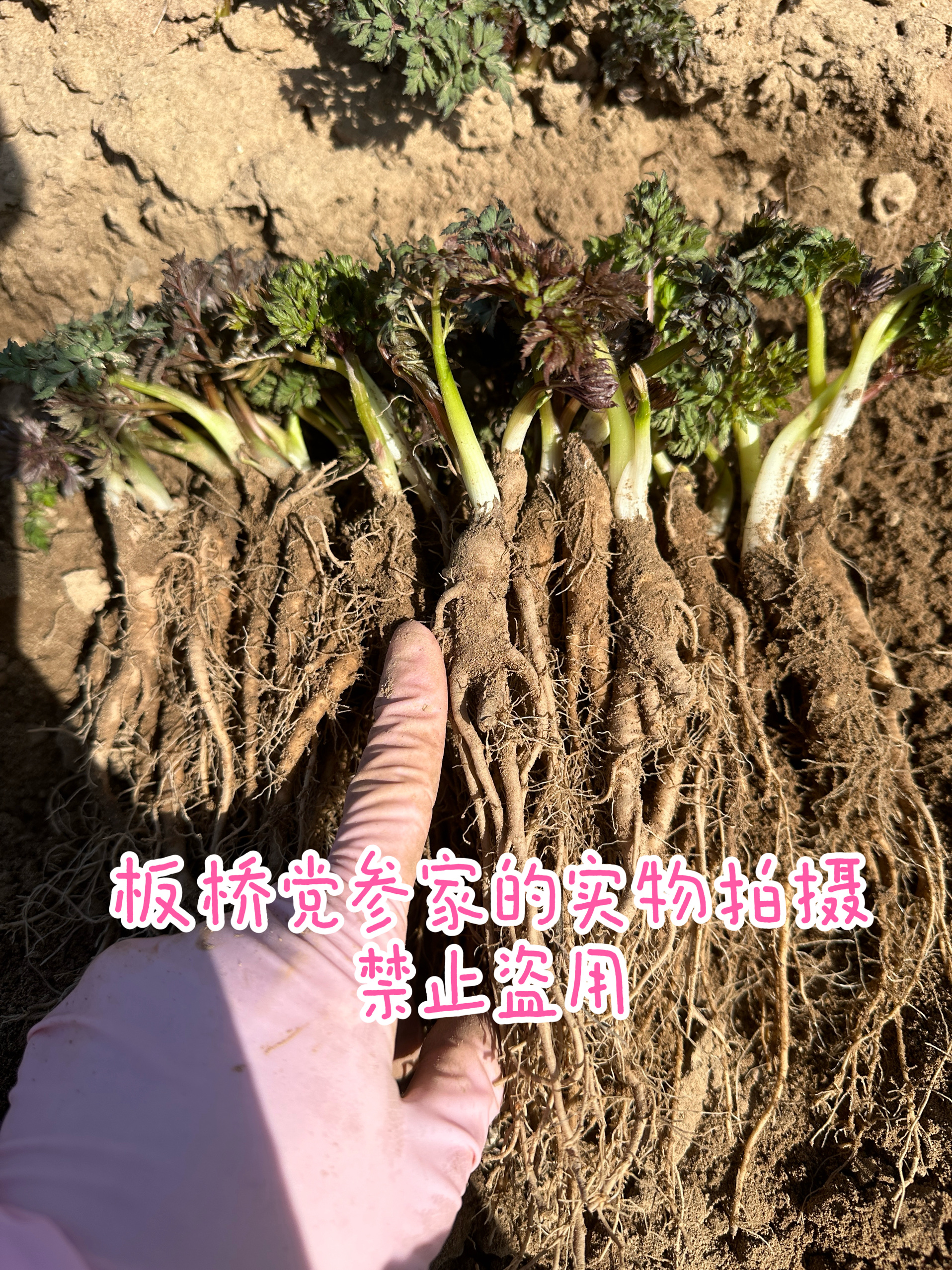 药材苗现挖新鲜当归苗种植苗可盆栽地栽当归根苗粗壮包活当归种子