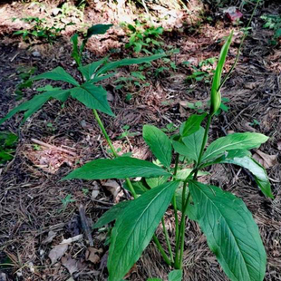虎掌南星 天南星苗 易成活好管理形态美净化空气  室内阳台植物苗