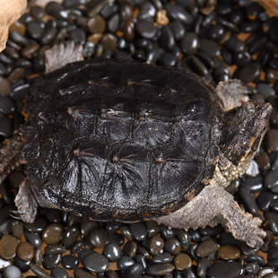 北美小鳄龟活体宠物观赏龟乌龟活物外塘生态养殖佛鳄龟苗