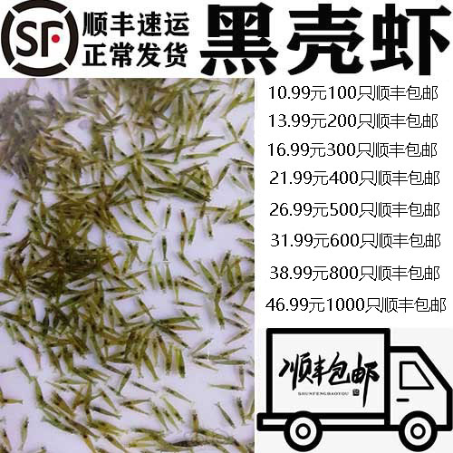 黑壳虾除藻虾观赏虾顺丰包邮