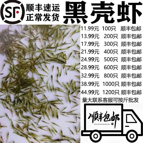 黑壳虾除藻虾观赏虾花腰顺丰包邮