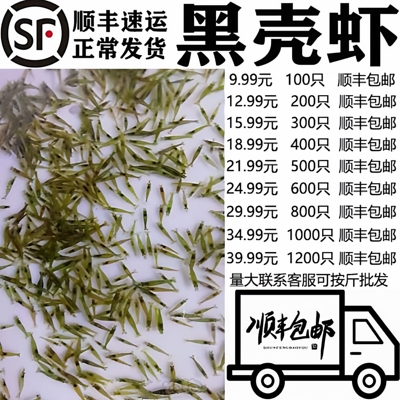 黑壳虾除藻虾观赏虾花腰顺丰包邮