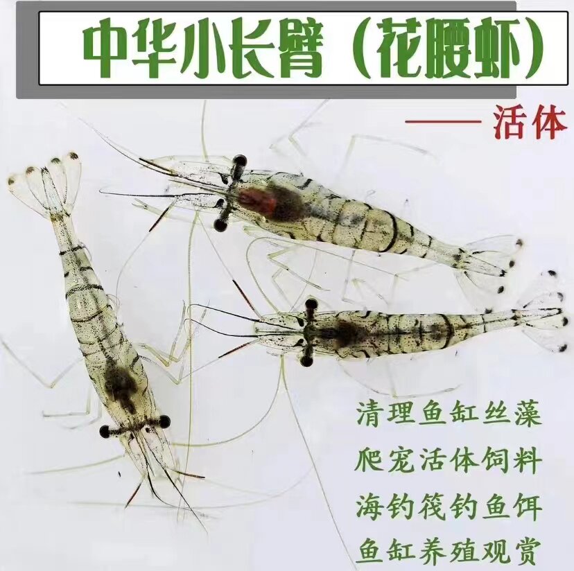 中华小长臂花腰虾秀丽白鱼缸观赏水晶虾除丝藻吃藻虾除藻虾清洁虾