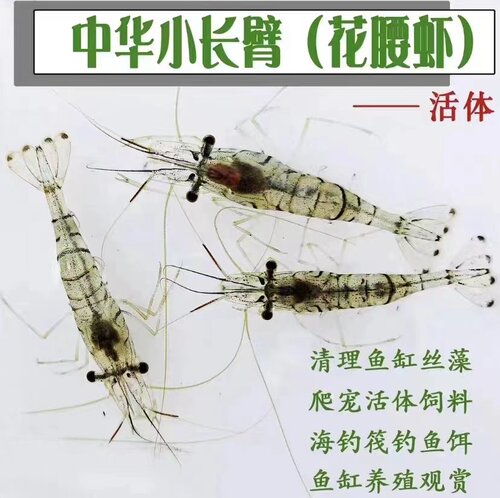 黑壳虾除藻虾观赏虾清洁虾花腰虾