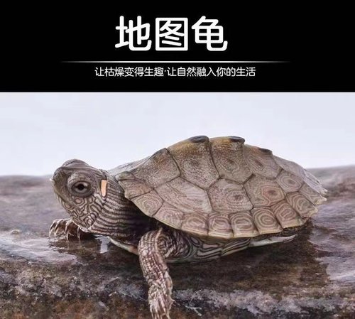 密西西比地龟 火焰龟 金线草龟 长寿龟 观赏龟 宠物乌龟 黄耳龟