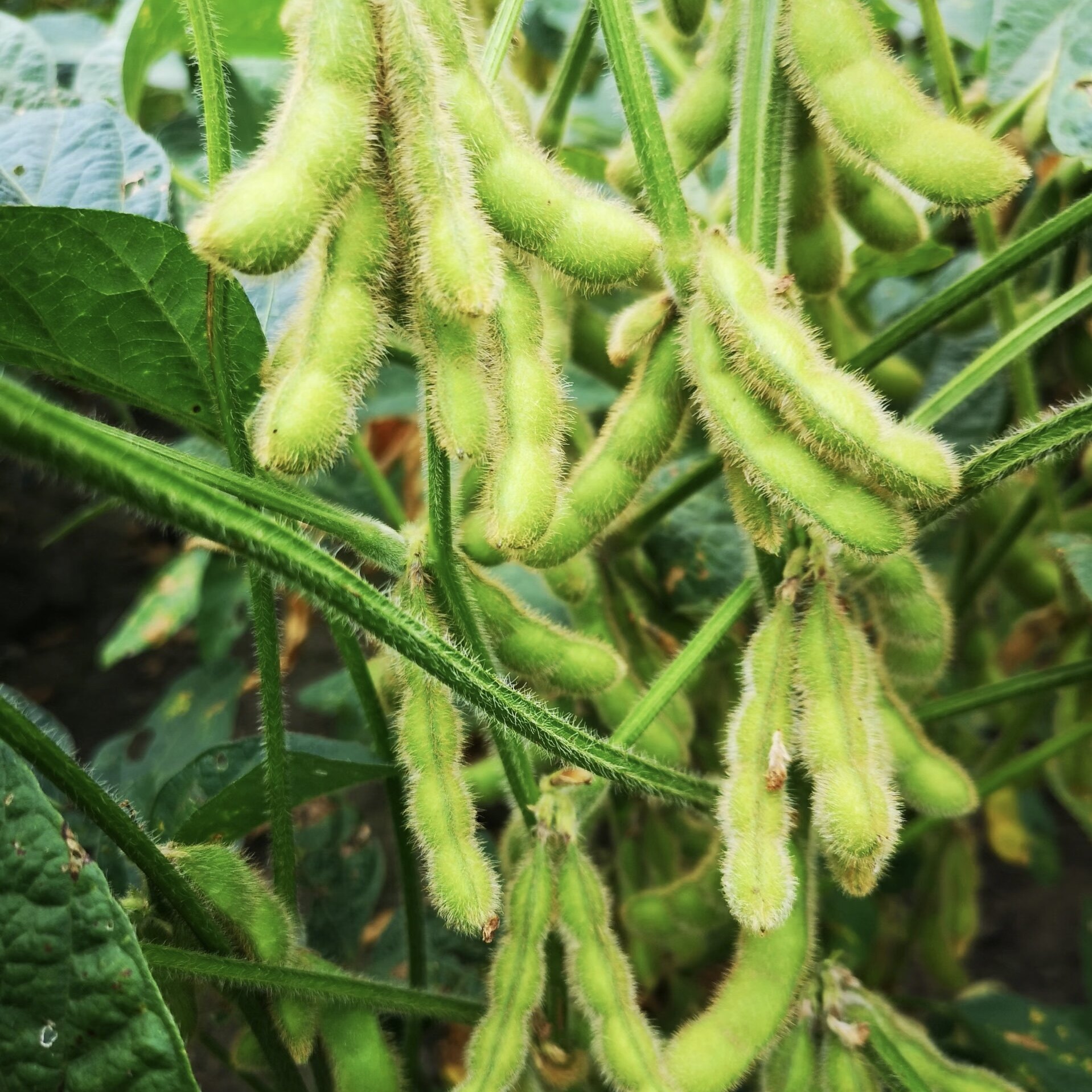 开化毛豆新鲜现摘现发农家自种现摘毛豆角青毛豆本地毛豆露天蔬菜