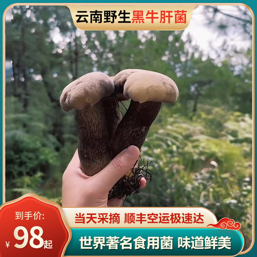 云南特产精品纯野生黑牛肝菌新鲜变色蘑菇现摘食用非见手青顺丰
