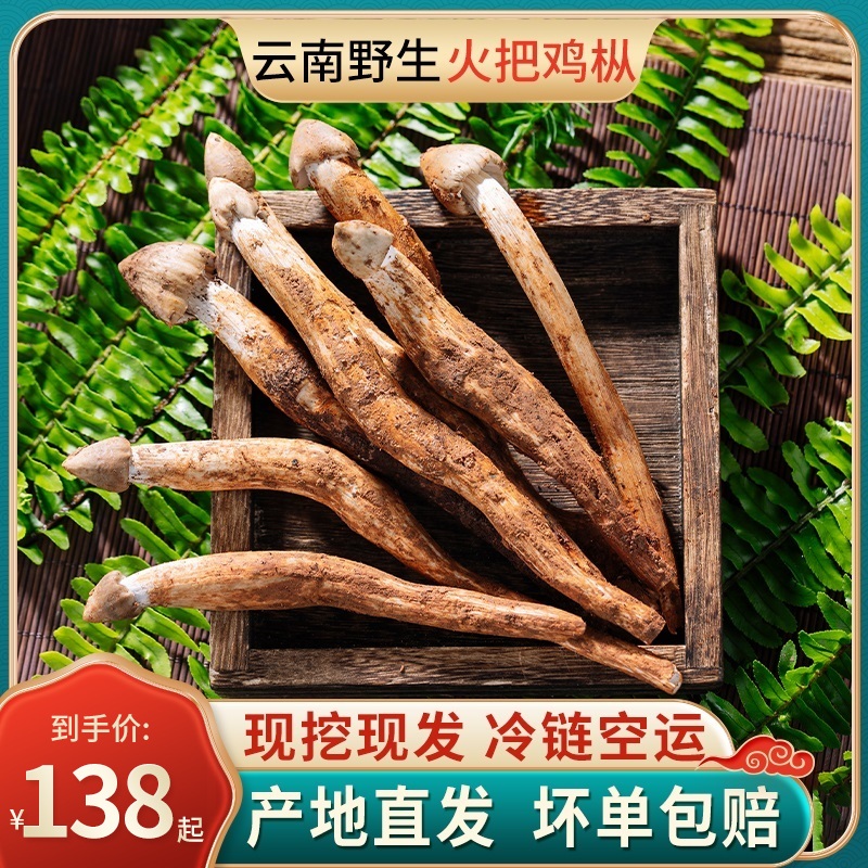 云南特产火把鸡枞菌新鲜鸡纵菌野生鸡棕菌云南荔枝斗鸡菌菇炸油